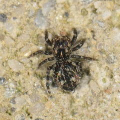 Pseudeuophrys erratica