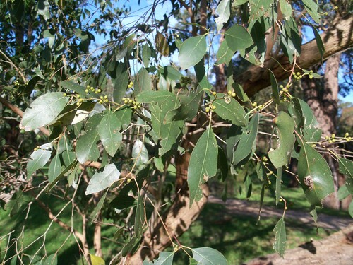 Image of Eucalyptus yarraensis by (c) J. Sayers, some rights reserved (CC BY)