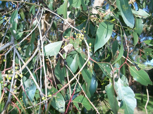 Eucalyptus yarraensis, photograph 4
