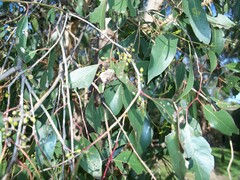Eucalyptus yarraensis, photograph (c) J. Sayers, some rights reserved (CC BY)