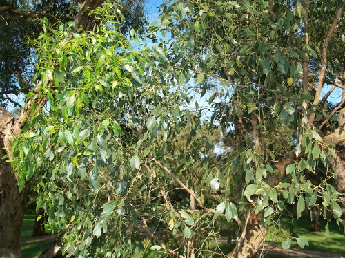 Image of Eucalyptus yarraensis by (c) J. Sayers, some rights reserved (CC BY)