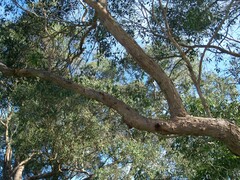 Eucalyptus yarraensis, photograph (c) J. Sayers, some rights reserved (CC BY)