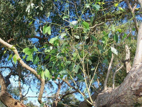 Image of Eucalyptus yarraensis by (c) J. Sayers, some rights reserved (CC BY)