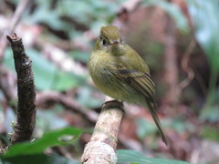 Empidonax flavescens