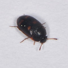 Litargus tetraspilotus