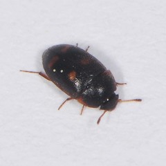 Litargus tetraspilotus