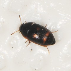 Litargus tetraspilotus