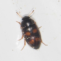 Litargus tetraspilotus