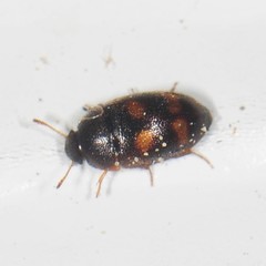 Litargus tetraspilotus