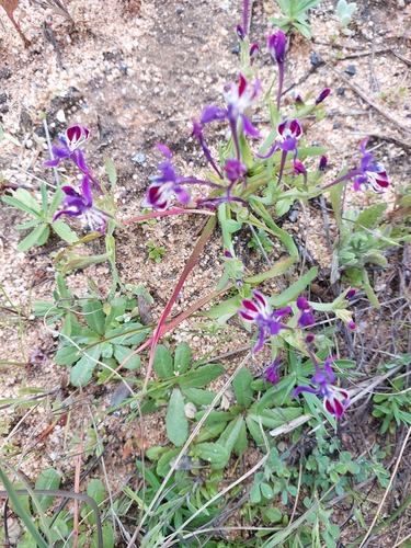 Lapeirousia jacquinii