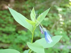 Mertensia paniculata