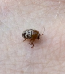 Cryptocephalus fulguratus