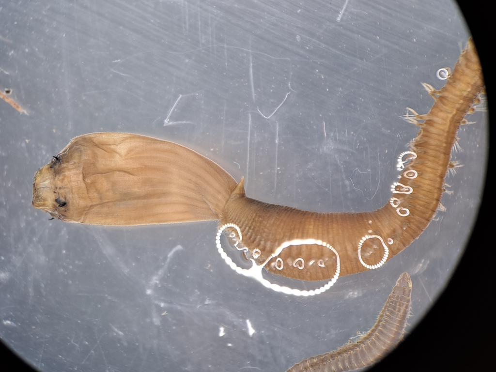 Glycera unicornis