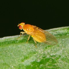 Gymnochiromyia