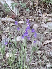 Penstemon neomexicanus