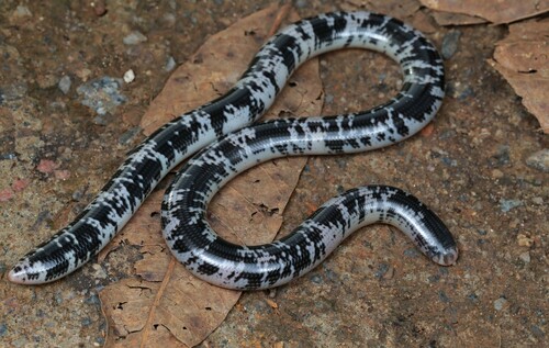 Spotted Blind Snake