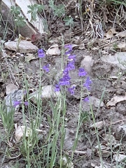 Penstemon neomexicanus