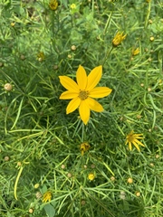 Coreopsis verticillata