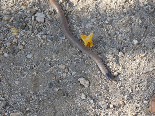Tantilla planiceps
