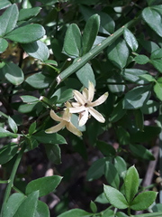 Jasminum nudiflorum