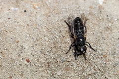 Atomosia melanopogon