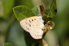 Tharsalea epixanthe