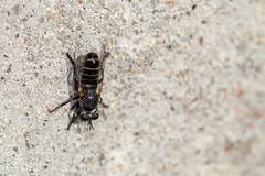 Atomosia melanopogon