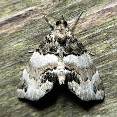 Cutina distincta