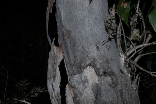 Goodwood Gum (Eucalyptus hallii)