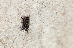 Atomosia melanopogon