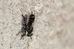 Atomosia melanopogon