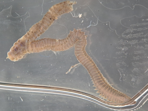 Lumbrineris latreilli
