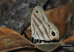 Euptychia insolata