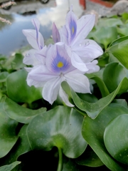 Pontederia crassipes