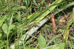 Cnemidophorus ruatanus