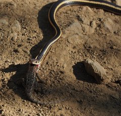 Masticophis lateralis euryxanthus