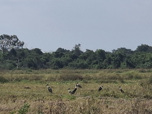 Asian Woolly-necked Stork