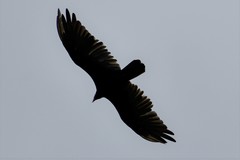 Cathartes aura image