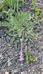 Oxytropis lambertii