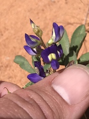 Lupinus flavoculatus