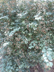 Spiraea hypericifolia