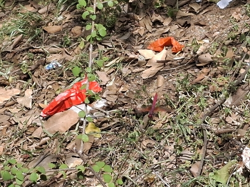 Crimson Marsh Glider