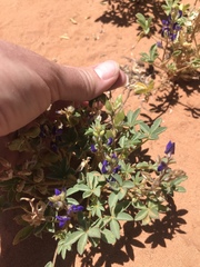 Lupinus flavoculatus