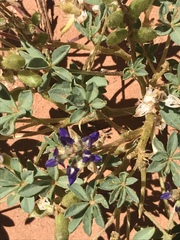 Lupinus flavoculatus