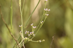 Verbena officinalis