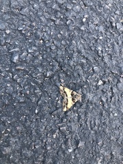 Frederickia hypaethrata