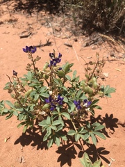 Lupinus flavoculatus