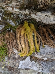 Huperzia appressa