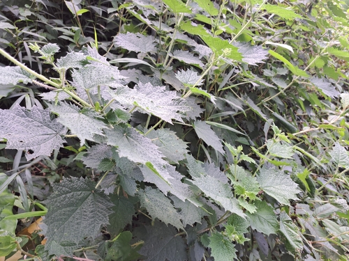 Image of Urtica thunbergiana by (c) vrxz, some rights reserved (CC BY-SA)