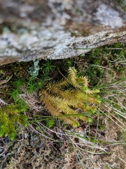 Huperzia appressa